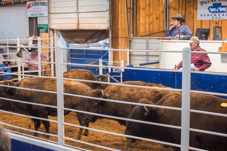 Oklahoma Bison Association Benjamin Lee Bison